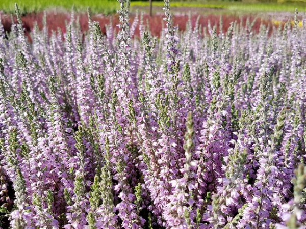 Calluna vulgaris "Silver Knight" - (Besenheide "Silver Knight"),