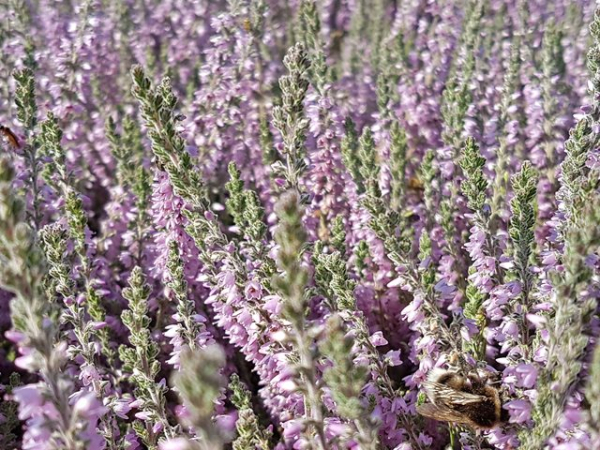 Calluna vulgaris "Silver Knight" - (Besenheide "Silver Knight"),