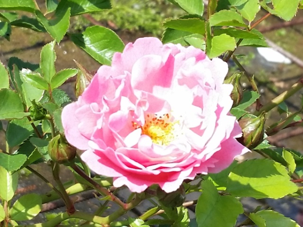 Rose Sommerwind ®