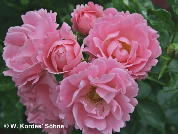 Rose Sommerwind ®