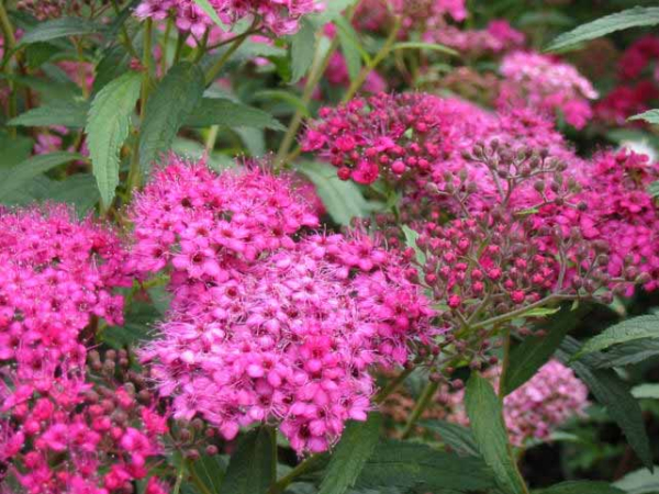 Spiraea bumalda "Anthony Waterer" - (Rote Sommerspiere),