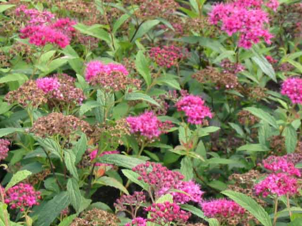 Blüte Rote Sommerspiere