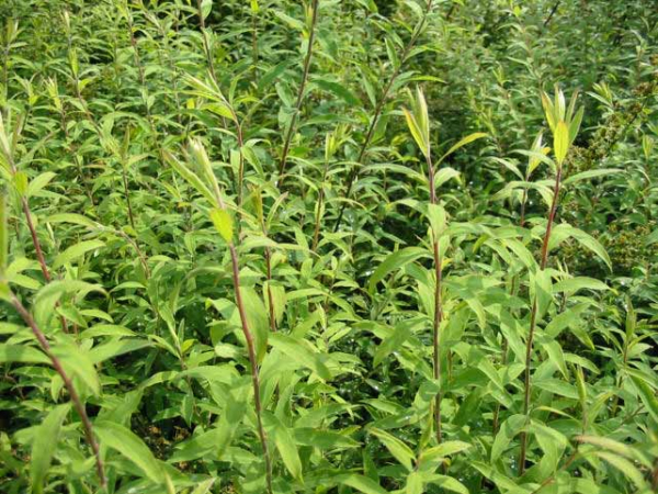 blatt Spiraea cinerea Grefsheim Weiße Rispenspiere