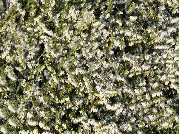 Erica carnea "Springwood White" - (Schneeheide "Springwood White"),