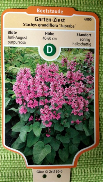 Stachys grandiflora Superba Garten-Ziest