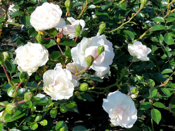Rose Swany ®