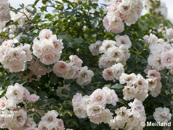 Rose Swany ®