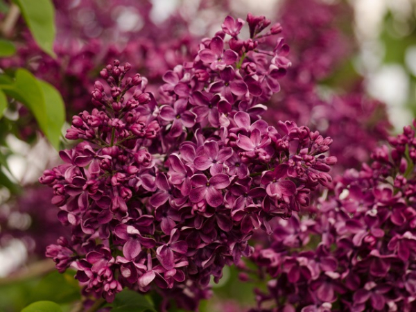 Syringa vulgaris Charles Joly - Edelflieder Charles Joly