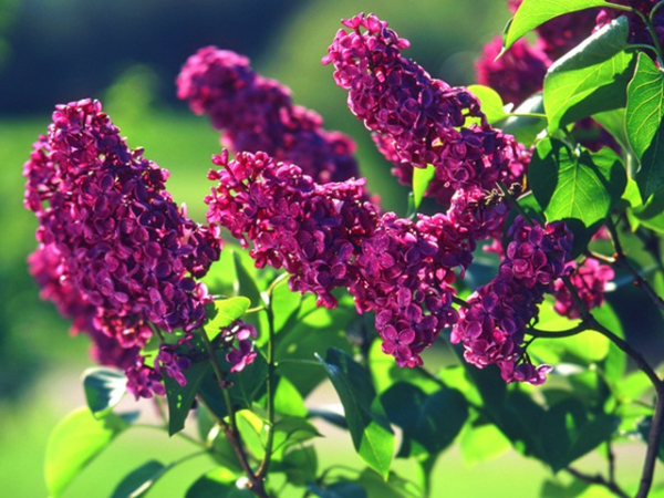 Blüten Syringa vulgaris "Andenken an Ludwig Späth Edelflieder