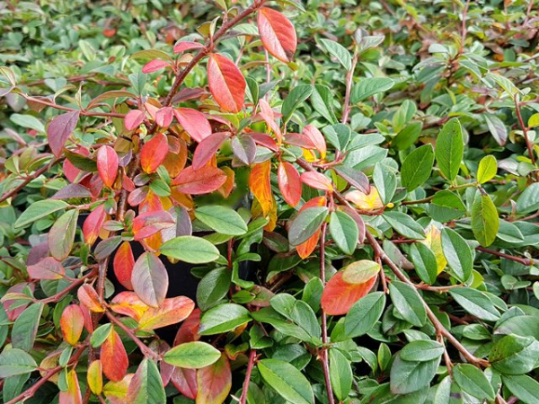 Cotoneaster dammeri radicans - (Teppichzwergmispel),
