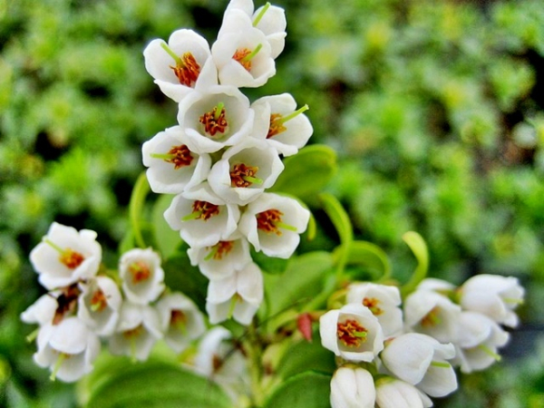 Preiselbeere Red Pearl