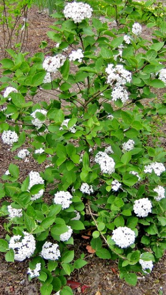 Koreanischer Schneeball - Viburnum carlesii