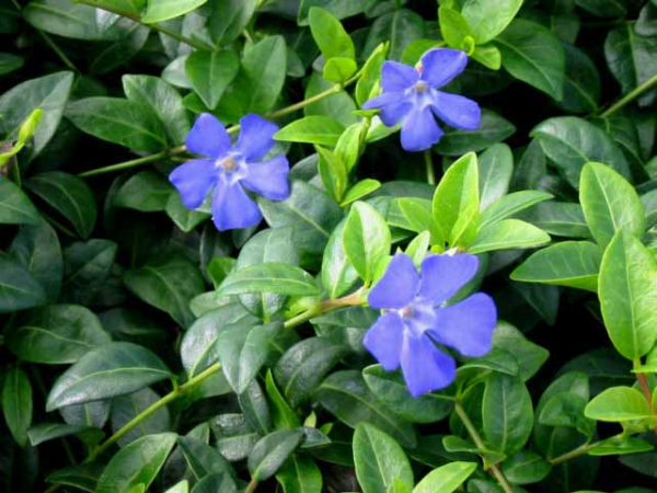 Vinca minor - Kleinblättriges Immergrün