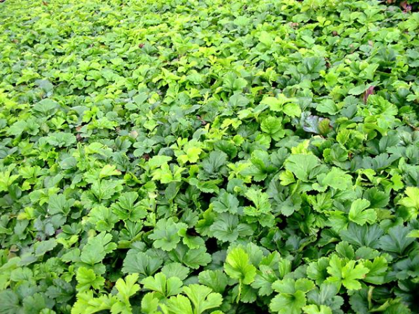 teppich goldbeere waldsteinia ternarta