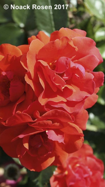 Rose Westpoint ®