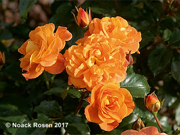 Rosa Westzeit ®