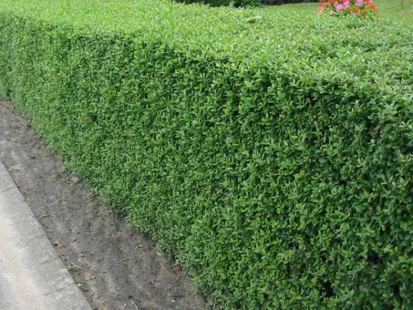 Liguster Atrovierens Hecke