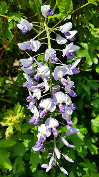 blaue Blüten chinesischer Blauregen Wisteria sinensis