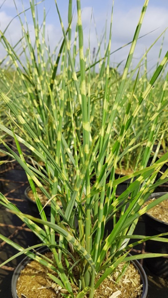 Miscanthus sinensis "Strictus" - (Garten- Chinaschilf "Strictus"/ Zebraschilf),