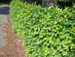 Hecke Carpinus betulus Hainbuche Weißbuche