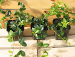 Vinca minor 