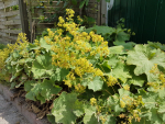 Alchemilla mollis - Frauenmantel