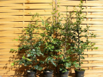 Fagus sylvatica - (Rotbuche),               Topf 3 Liter                 100-125 cm