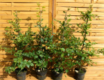 Fagus sylvatica - (Rotbuche),               Topf 3 Liter                 80-100 cm