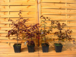 Fagus sylvatica "Purpurea" - (Blutbuche),               Topf 1,5 Liter                  40-60 cm