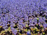 Ajuga reptans Elmblut - Rotblättriger Günsel Elmblut
