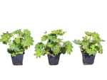 Alchemilla mollis Frauenmantel Topf