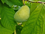 Asimina triloba Prima - Indianerbanane/ Pawpaw Prima