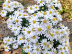 Aster dumosus 'Apollo' - Kissen-Aster Apollo'