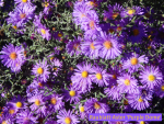 raublatt zwerg aster purple dome
