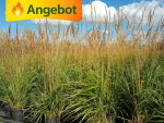 Garten Ziergras Karl Foerster Calamagrostis Reitgras