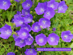 Blaue Karpaten Glockenblume Campanula