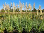 Cortaderia selloana 'Citaro' - (Pampasgras 'Citaro'),