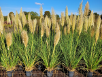 Cortaderia selloana 'Evita' ® - (Kleines Pampasgras 'Evita' ®),