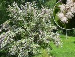 Deutzia scabra "Plena" - (Gefüllte Deutzie),