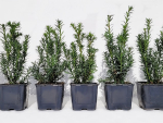 Zwergeibe 'Lescow' - Taxus cuspidata 'Lescow' | Hecken-Direkt.de