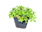 Geranium x hybridum "Kelly Anne" - (Storchschnabel "Kelly Anne"),   Topf 1,5 Liter 20-30 cm