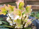 Helleborus niger - Christrose