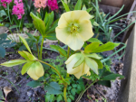 Helleborus x orientalis, gelb