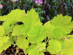 Zottiges Silberglöckchen Heuchera villosa var.macrorrhiza