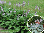 Hosta sieboldiana "Elegans" - (Blaublatt Funkie "Elegans"),