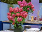 Rispenhortensie Bloody Marie ®