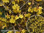 Jasminum nudiflorum - (Echter Winter-Jasmin),