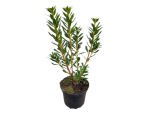 Kalmia latifolia Minuet Breitblättrige Lorbeerrose