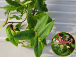 Lonicera henryi - Immergrünes Geißblatt