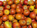 Apfel Malus Holsteiner Cox
